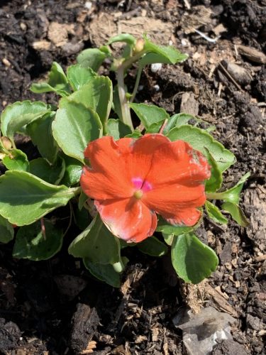 Finding Victory In The Soil